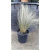 Vivai Piante Gino La Rosa Stipa Tenuissima. Vs17 piante e giardino. Cespuglio decorativo