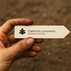 N/A Glebionis coronaria | 10000 SEEDS - - SEMI Crisantemo ghirlanda | Margherita co