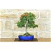 Pollice Verde Bonsai di Pyracantha Navaho (14)