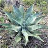 N/A Agave marmorata - (Vaso 18 cm) - 15-20cm