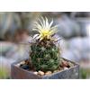 N/A Coryphantha gladiispina - corifanta (Vaso 18 cm) - cm