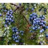 World Plants Juniperus communis 10-25cm | Common juniper | Juniper berry - - Ginepro comune