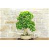Pollice Verde Bonsai di Durantha (14)