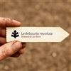 N/A Ledebouria revoluta | 100 SEEDS - - SEMI Giacinto africano | Scilla d'argento