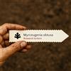 World Plants Myrceugenia obtusa | Chequen | 100 SEEDS - - SEMI Chequen | Mirto cileno