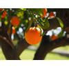 N/A Citrus sinensis cv "Sanguinello" - arancio sanguinello (Fitocella) - 90-100cm