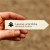 N/A Leucas urticifolia | 10000 SEEDS - - SEMI Leucas | Ortica bianca