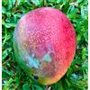 N/A Mangifera indica cv PALMER 75-130cm | Mango | Indian mango - - Mango | Mangifer