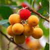N/A Arbutus unedo 15-20cm | Strawberry tree | Irish strawberry tree - - Corbezzolo