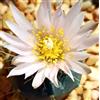 N/A Echinocereus knipellianus 4.5cm | Lace hedgehog cactus - - Cactus arcobaleno |