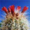 N/A Oreocereus celsianus - cactus di montagna (Vaso quadro 7x7x8 cm) - 5-8cm