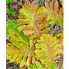 World Plants Quercus frainetto 10-25cm | Hungarian Oak | Italian Oak - - Farnia | Rovere di
