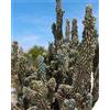 N/A Cereus peruvianus monstruosus 30-40cm | Monstrose Apple Cactus - - Cactus mela