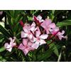 N/A Nerium oleander da seme "rosa" - oleandro (Alveolo forestale) - 50-100cm
