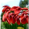 N/A Erythrina crista-galli 20-40cm | Cockspur coral tree | Cry-baby tree - - Albero