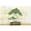 Pollice Verde Bonsai di Olmo Cinese (149)