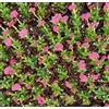 N/A Crassula cv Bride's Bouquet 1 Plant | Jade plant - - Albero di giada | Pianta d