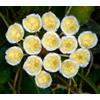 World Plants Hoya imbricata 5-25cm | Wax Plant | Porcelain Flower - - Pianta di Cera | Fiore