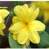 N/A Jasminum nudiflorum 20-50cm | Winter jasmine | Hardy jasmine - - Gelsomino d'in
