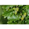 N/A Quercus petraea - rovere (Alveolo forestale) - 40-60cm