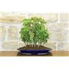Pollice Verde Boschetto di Acero Tridente (28)