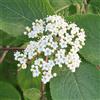 N/A Viburnum lantana - lantana (Vaso quadro 9x9x20 cm) - 100-120cm