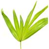 N/A Livistona chinensis | Chinese Fan Palm | Fountain Palm - - Palma Ventaglio Cine