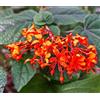 N/A Clerodendrum speciosissimum 20-60cm | Java Glory Bean - - Pianta a fiori rossi