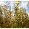 N/A Fagus sylvatica 40-70cm | European beech | Common beech - - Faggio europeo | Fa