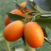 Vivai Mola della Badia Citrus (sin. Fortunella) japonica - kumquat (Fitocella) - 90-100cm