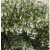 World Plants Cladrastis kentukea 15-25cm | American yellowwood | Kentucky yellowwood - - Leg