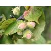 N/A Corylus avellana - nocciolo (Vaso 18 cm) - 80-100cm