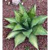 N/A Agave ferox clone OLYMPIA clone Van Dyck (Netherlands) 5-10cm | Ferocious agave