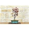 Pollice Verde Bonsai di Prunus Pissardii (26)