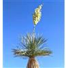 N/A Yucca elata 10000 SEEDS - - SEMI Palma di sapone | Yucca elata