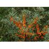 N/A Hippophae rhamnoides - olivello spinoso (Alveolo forestale) - 30-60cm