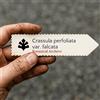 World Plants Crassula perfoliata var. falcata | Scarlet Paintbrush | Propeller Plant | 100 SE