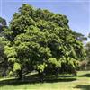 N/A Podocarpus elatus - Pino bruno (Alveolo forestale) - 60-100cm