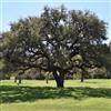 N/A Quercus virgiliana - quercia castagnara (Alveolo forestale) - 20-60cm