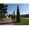 N/A Carpinus betulus cv "fastigiata" - carpino piramidale (Vaso quadro 9x9x20 cm) -