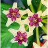 N/A Hoya polyneura 5-15cm | Fishtail hoya | Mermaid's tail - - Hoya coda di pesce |