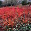 N/A Cornus sanguinea - sanguinello (Vaso 18 cm) - 60-120cm