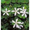N/A Carissa grandiflora - Prugnetta del Natal, gelsomino africano (Vaso 15 cm) - cm