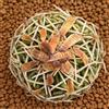 N/A Stenocactus phyllacanthus 10000 SEEDS - - SEMI Cactus cervello | Cactus onda