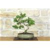 Pollice Verde Bonsai di Pino d'Aleppo (14)