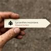 World Plants Lycianthes moziniana | Tlanoxtle | 1000 SEEDS - - SEMI Tlanoxtle | Pomodoro mes