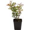 N/A Pistacia lentiscus - lentisco (Pianta in Vaso) - 10-15cm
