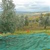 vialca RETE PER RACCOLTA OLIVE ANTISPINE VERDE 6x6 8x8 10x10 12x12 CON SPACCO LATERALE