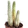 N/A Euphorbia mammillaris WHITE variegated 10 Plants | Indian corn cob | Corncob cac