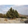 N/A Juniperus oxycedrus macrocarpa - ginepro coccolone (Vaso quadro 12x12x20 cm) - 5